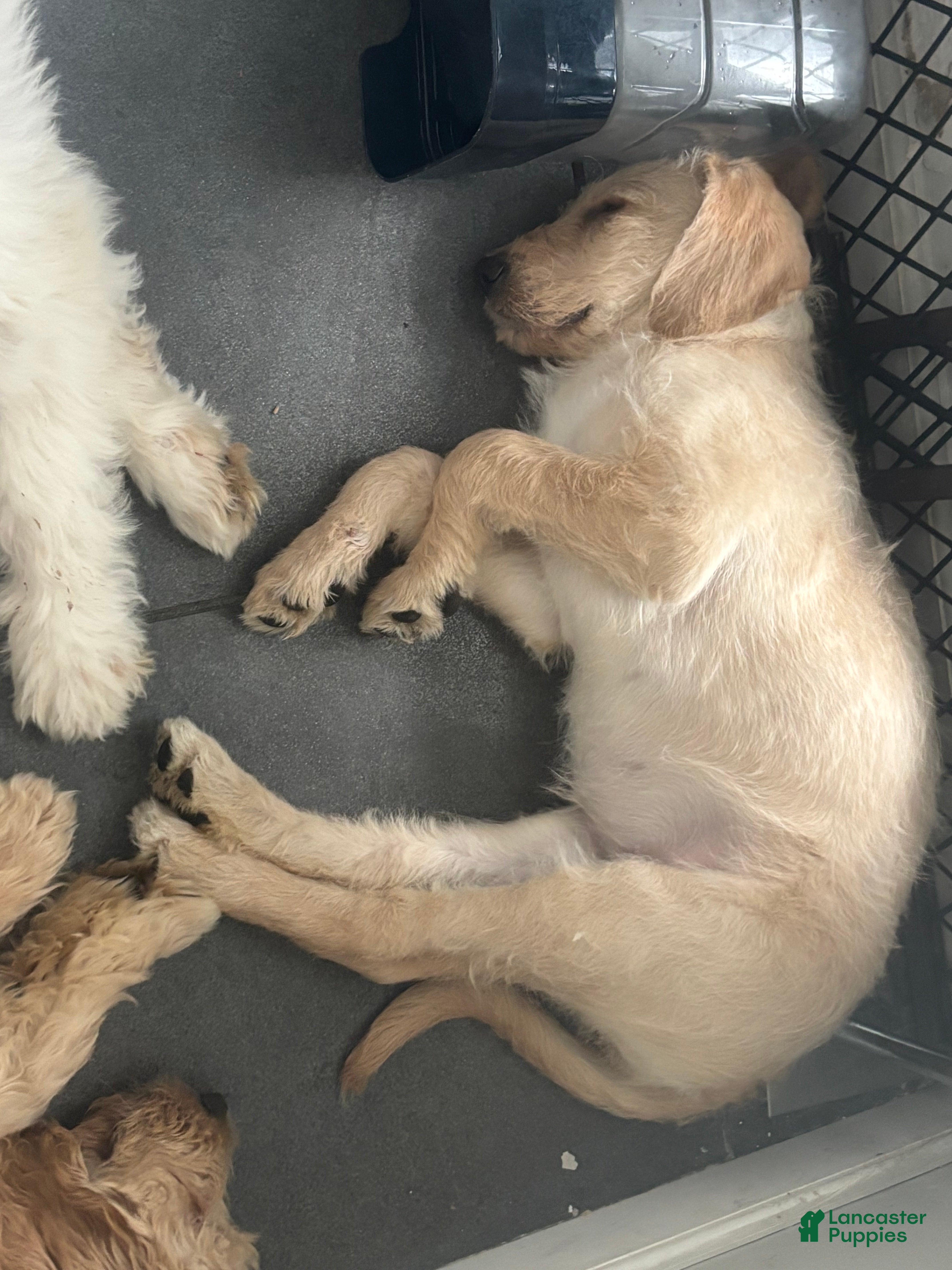 Mixed Breed dogs Raya - Ad 1