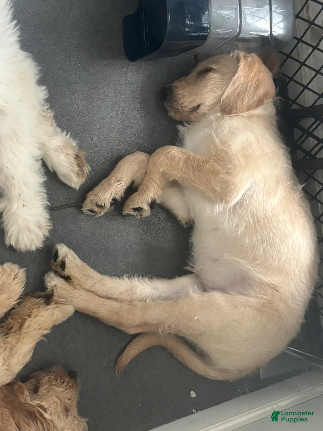 Mixed Breed dogs for sale: Raya - Ad 1