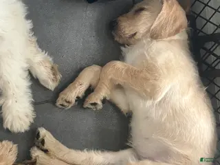 Mixed Breed dogs for sale: Raya - Ad 1