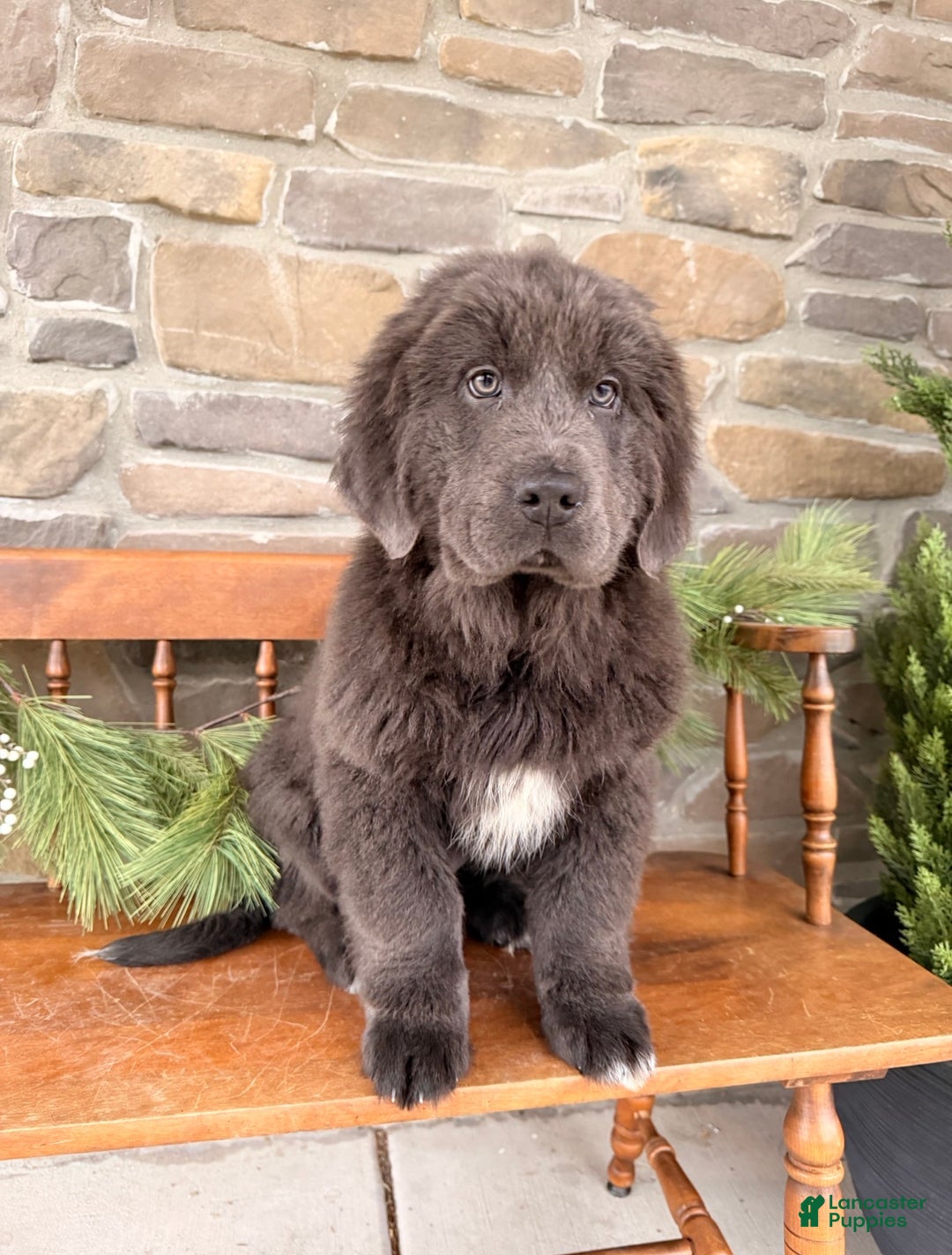 Newfoundland dogs for sale: Aspen  - Ad 3