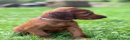 Irish Setter dogs for sale: Purple collar  - Ad 3