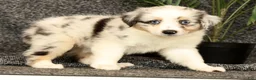 Miniature Australian Shepherd dogs for sale: Missy - Ad 5