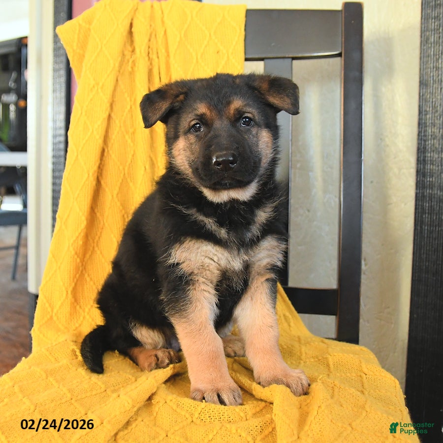 German Shepherd dogs Gracie - Ad 1