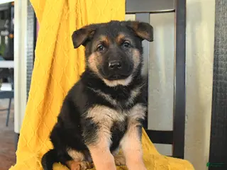 German Shepherd dogs for sale: Gracie - Ad 2