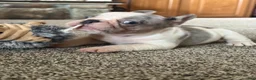French Bulldog dogs for sale: French Bulldog 2 Lucy - Ad 8