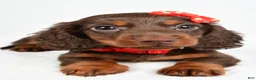 Miniature Dachshund dogs for sale: Toby - Ad 6
