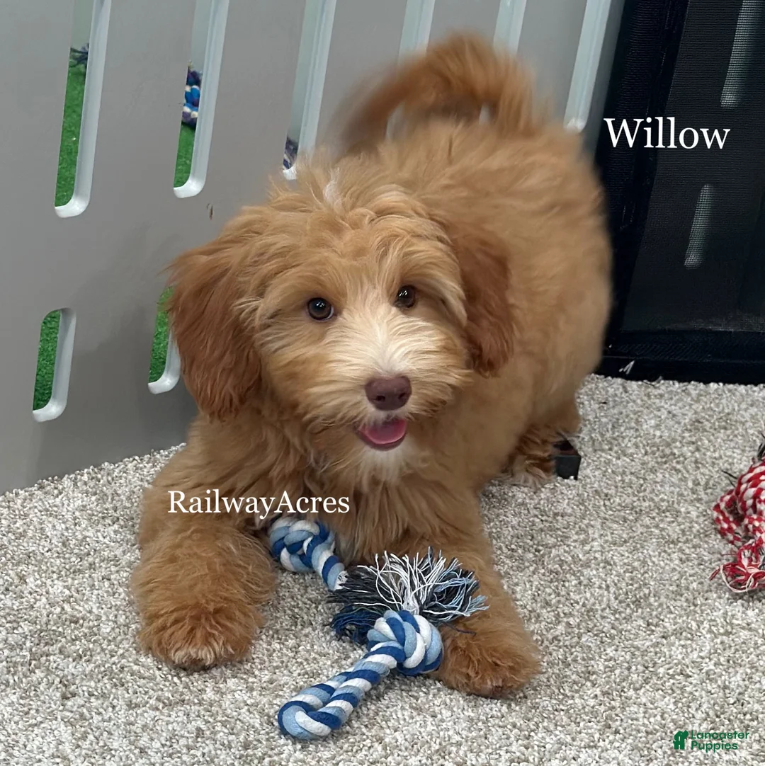 Mixed Breed dogs for sale: Willow - Ad 2