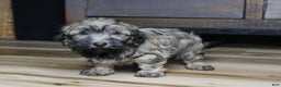 Havanese dogs for sale: Gi Gi - Ad 3