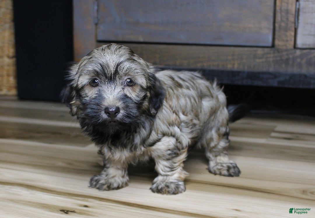Havanese dogs for sale: Gi Gi - Ad 3
