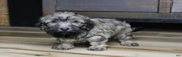 Havanese dogs for sale: Gi Gi - Ad 3
