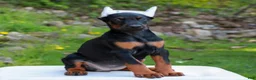 Doberman Pinscher dogs for sale: Addison  - Ad 3