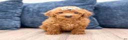 Bichpoo dogs for sale: Zaylee - Ad 1