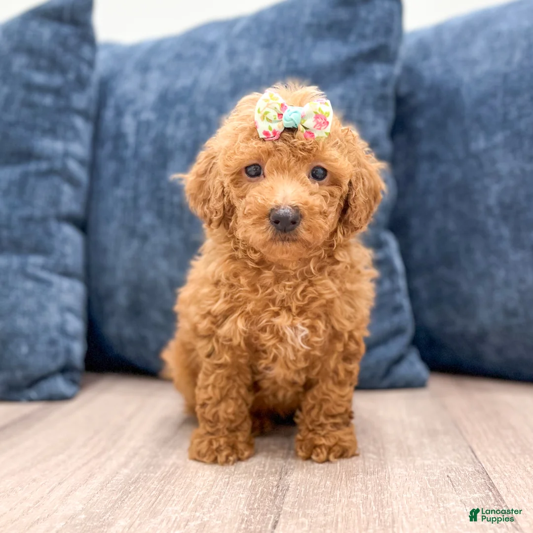 Bichpoo dogs for sale: Zaylee - Ad 1