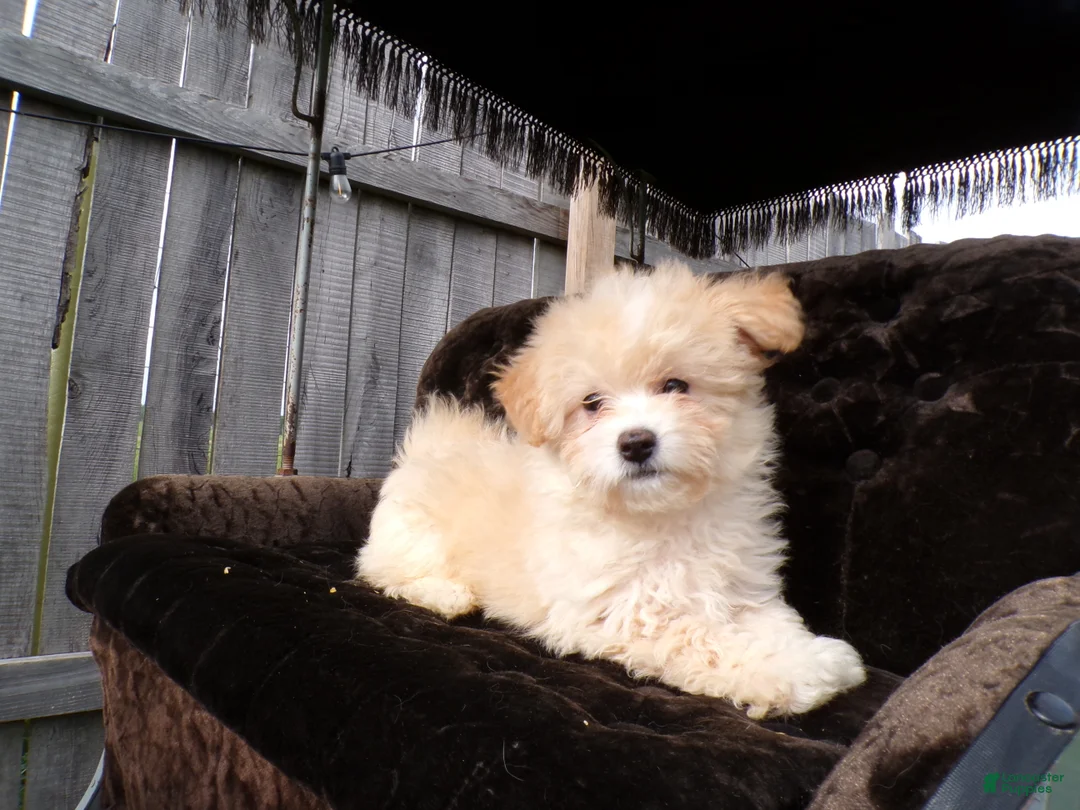 Shihpoo dogs for sale: Parker - Ad 2