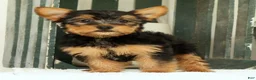 Yorkshire Terrier dogs for sale: Zeke - Ad 3
