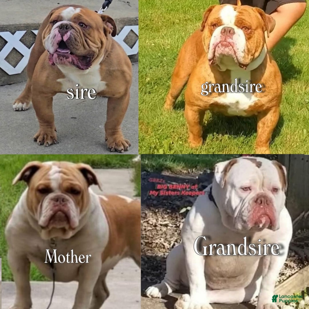 Olde English Bulldogge dogs for sale: Olde English Bulldogge Puppy 1 - Ad 11