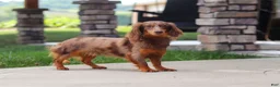 Miniature Dachshund dogs for sale: Everett - Ad 10