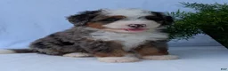 Mini Bernedoodle dogs for sale: Mini Louie  - Ad 12