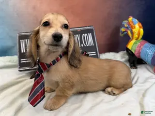 Miniature Dachshund dogs Eng cream dapple - Ad 18