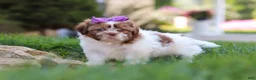Shih Tzu dogs for sale: Honey - Ad 5
