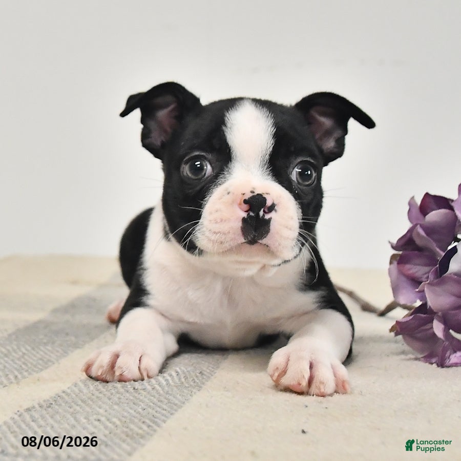 Boston Terrier dogs Juno - Ad 1