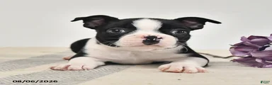 Juno