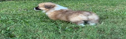 Welsh Corgi Pembroke dogs for sale: Fluffy Girl - Ad 10