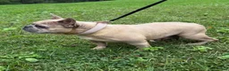 French Bulldog dogs for sale: French Bulldog 2 - Ad 9