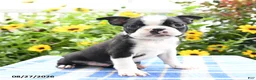 Boston Terrier dogs for sale: Rascal - Ad 4