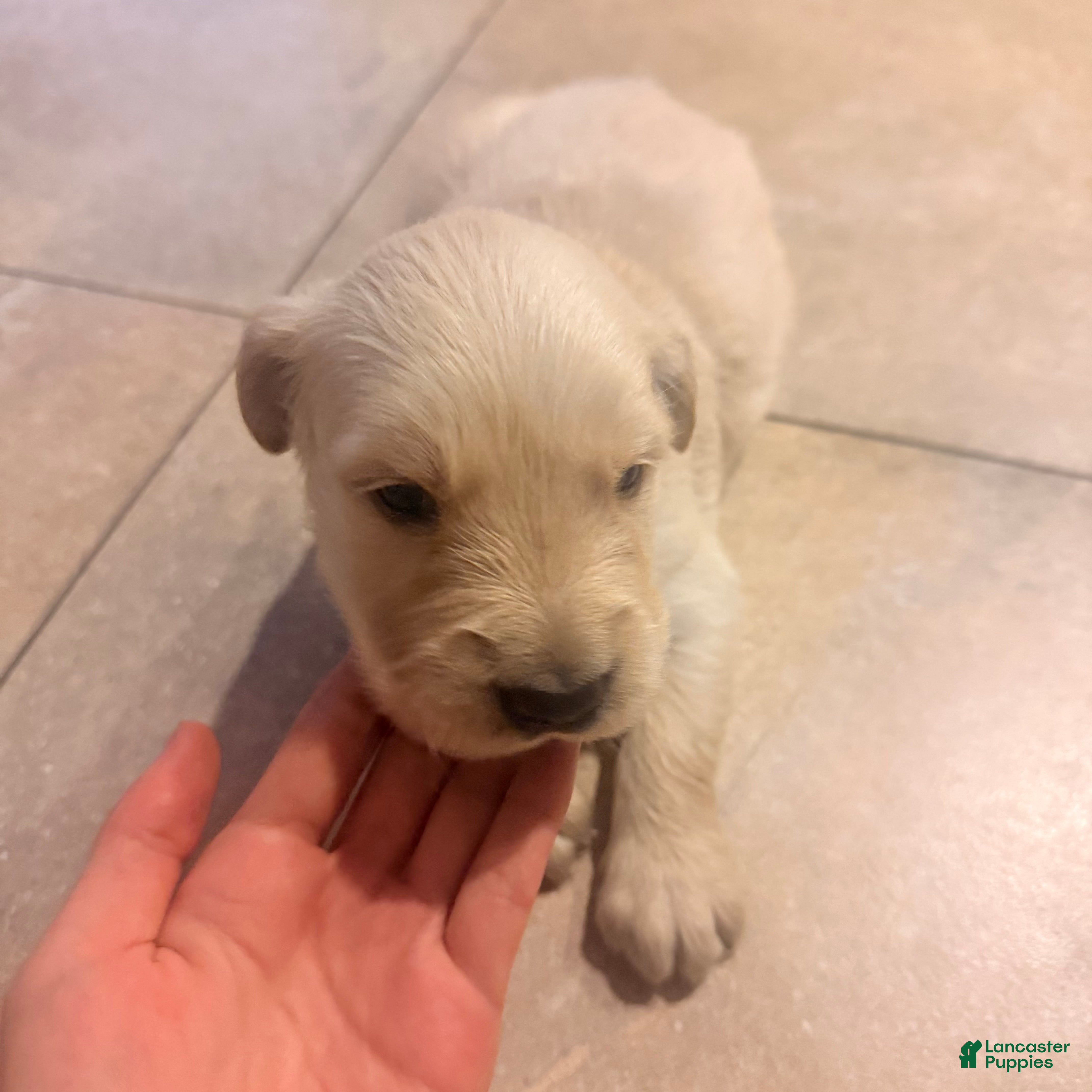Golden Retriever dogs Golden Retriever 3 - Ad 35