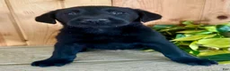 Labrador Retriever dogs for sale: Tabby - Ad 3