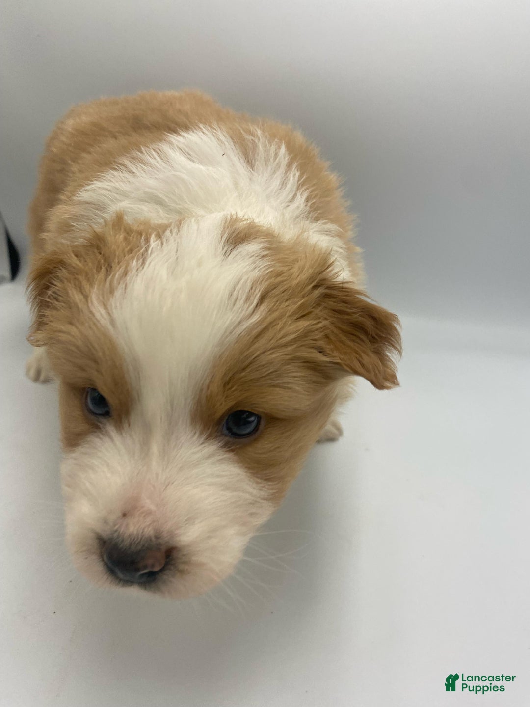 Australian Shepherd dogs for sale: Leia - Ad 2