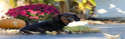 Miniature Dachshund dogs for sale: Frank - Ad 9