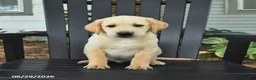 Labrador Retriever dogs for sale: Sneakers - Ad 3