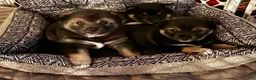 Shiba Inu dogs for sale: Axel - Ad 6