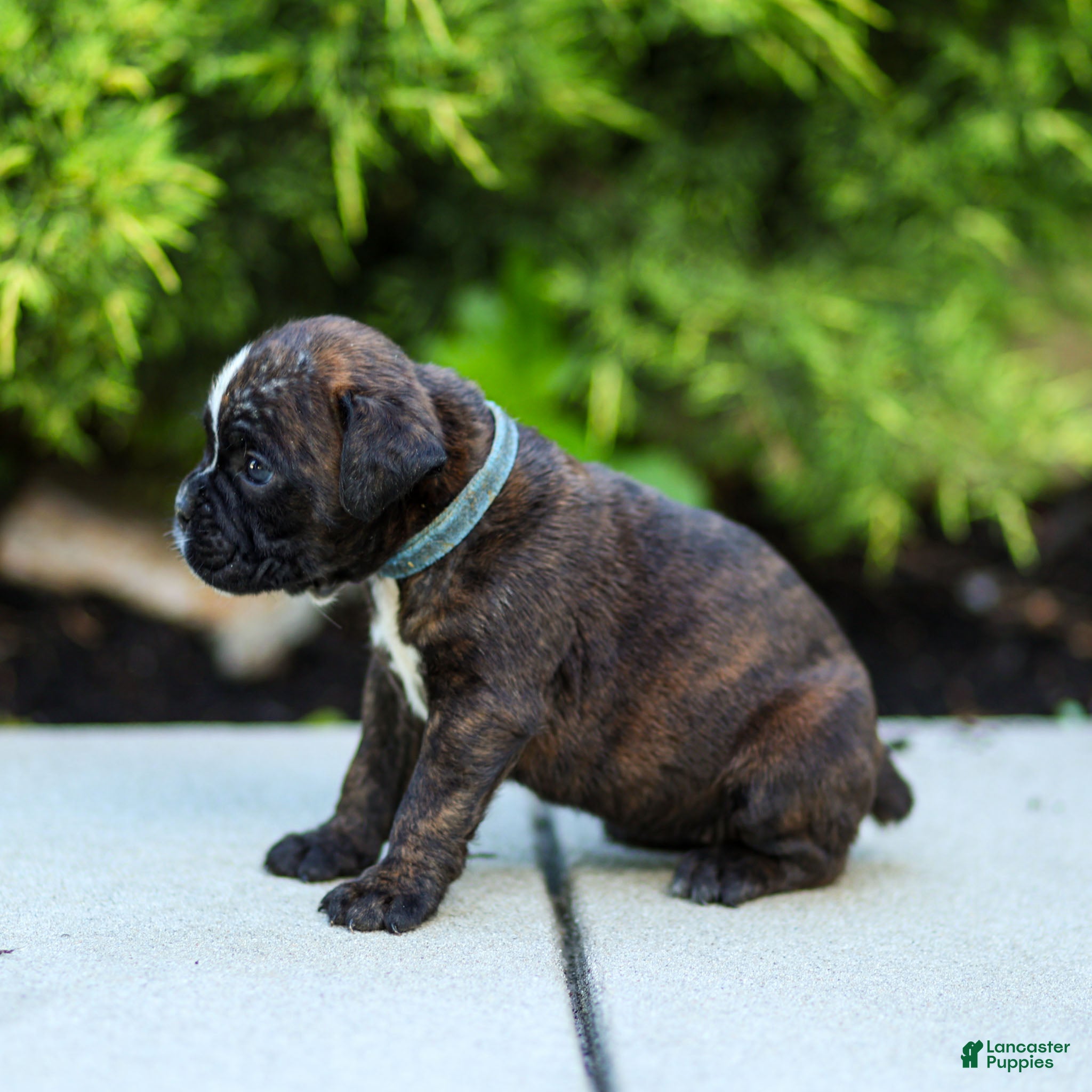 Boxer dogs Lucy Boxer Puppy  - Ad 2