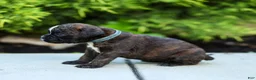 Boxer dogs for sale: Lucy Boxer Puppy  - Ad 11
