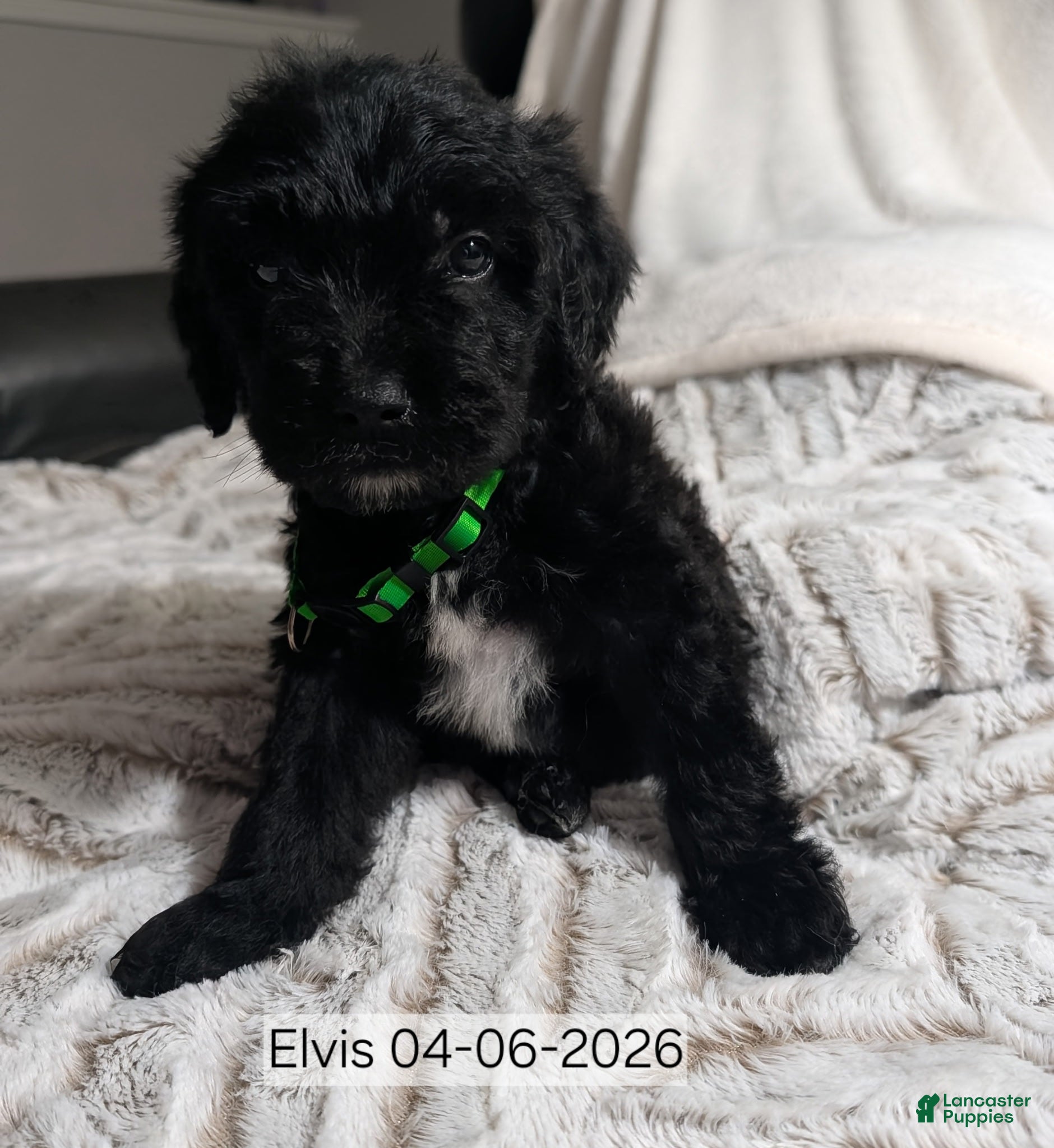 Mixed Breed dogs Elvis - Ad 29