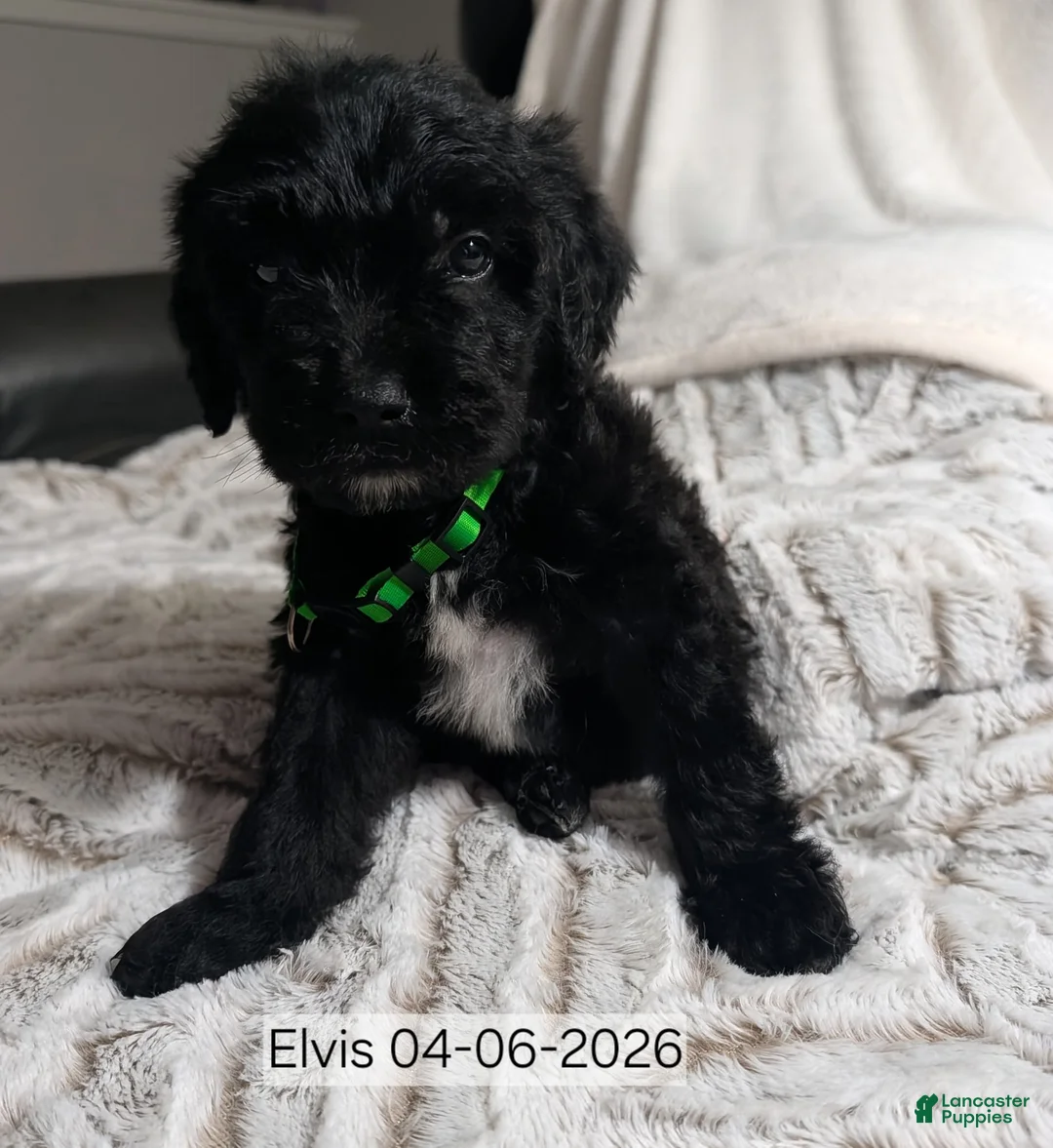 Mixed Breed dogs for sale: Elvis - Ad 1