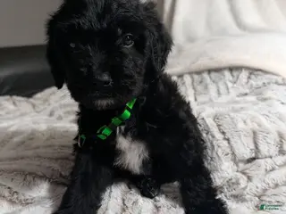 Mixed Breed dogs Elvis - Ad 29