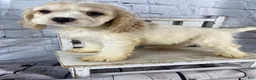 Cocker Spaniel dogs for sale: Maple - Ad 6