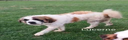 Saint Bernard dogs for sale: Judy  - Ad 3