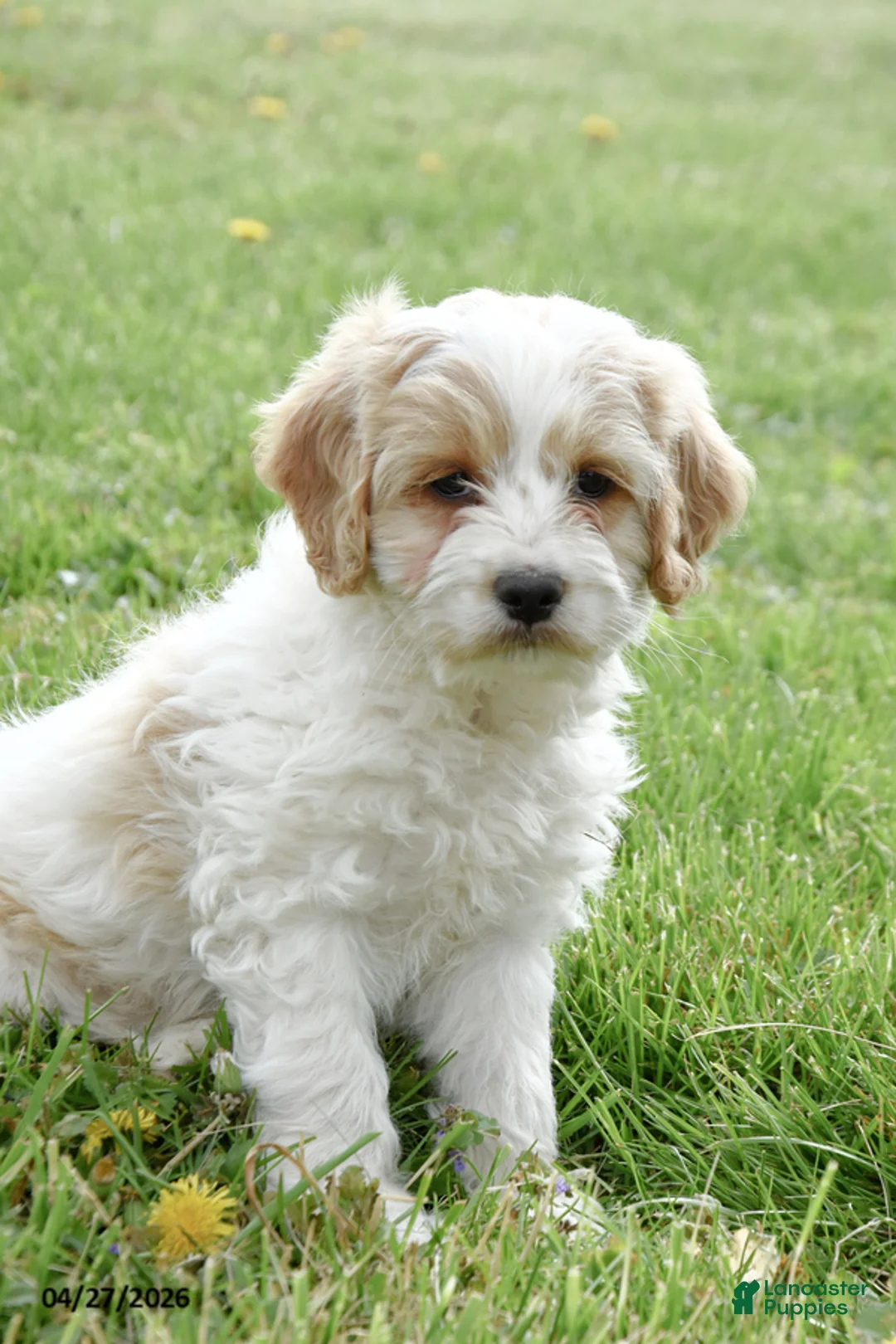 Cockapoo dogs for sale: Cash - Ad 2