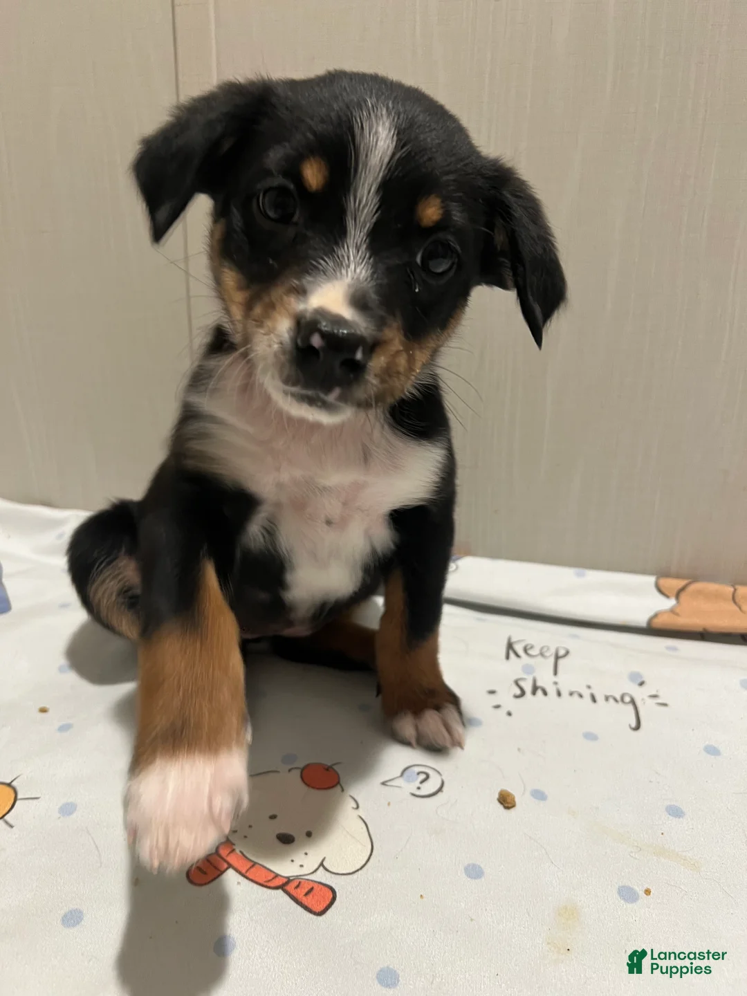 Mixed Breed dogs for sale: Cider  - Ad 2