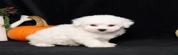 Bichon Frise dogs for sale: Little Luna - Ad 5