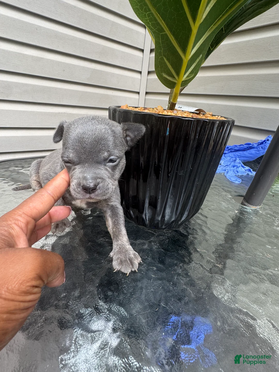 American Bully dogs for sale: American Bully 3 - Ad 1