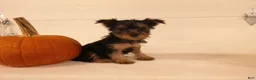 Yorkshire Terrier dogs for sale: Abby  - Ad 9