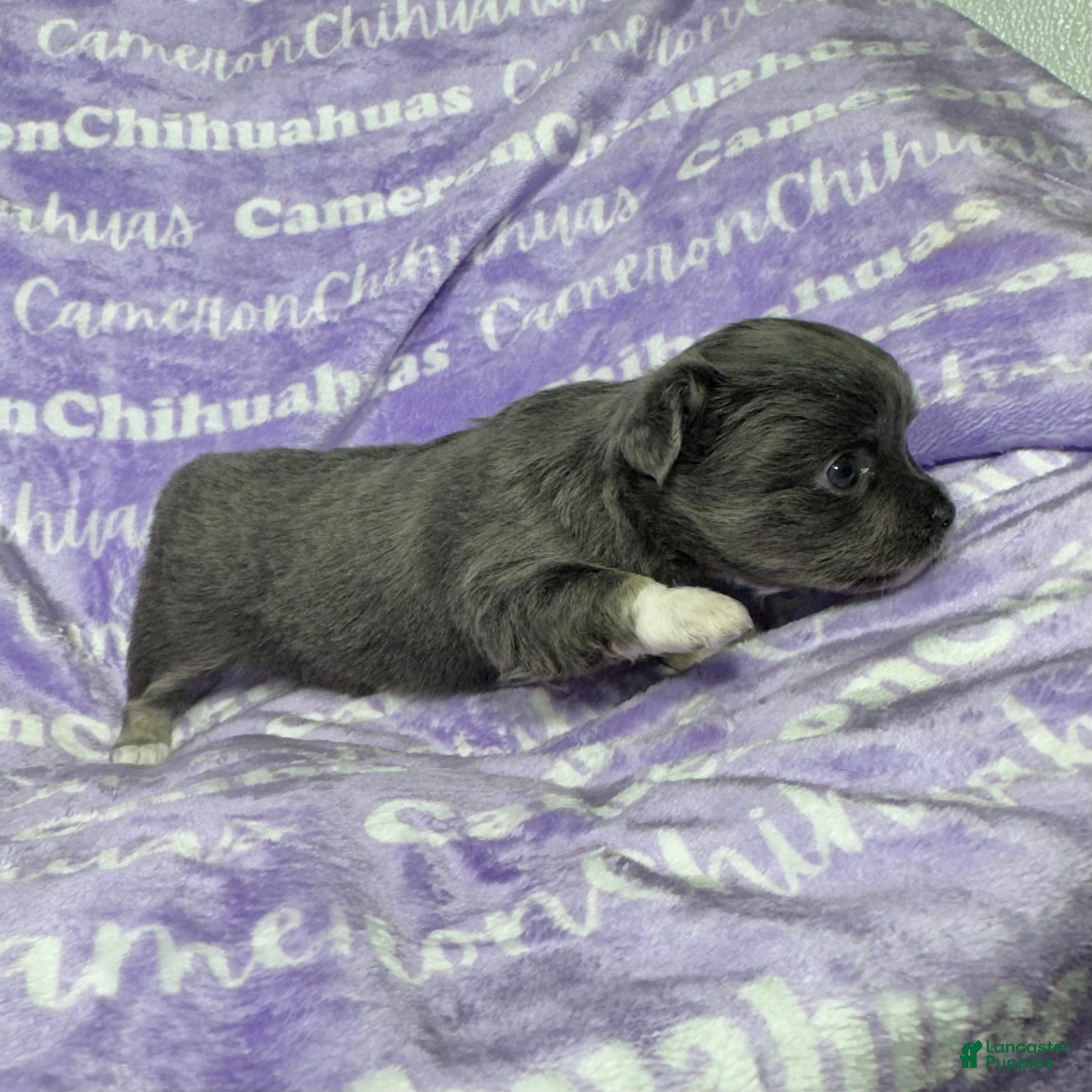 Chihuahua dogs Fiona Blue Tricolor Long Coat - Ad 10