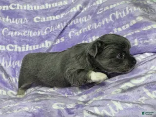 Chihuahua dogs Fiona Blue Tricolor Long Coat - Ad 10