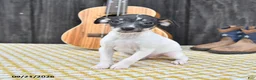 Toy Fox Terrier dogs for sale: Bingo - Ad 4